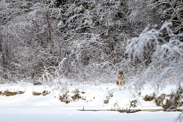 Winter scene of a wolf (Canis lupus) hunting in their original habitat