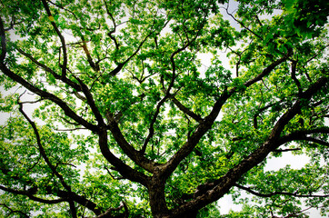 爽やかな初夏　日本の山里の風景
