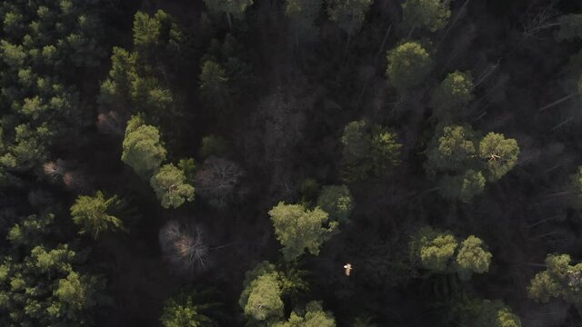 Luftaufnahme von über einem Wald fliegenden Seeadler