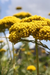 Yellow Flower Umbrellas 