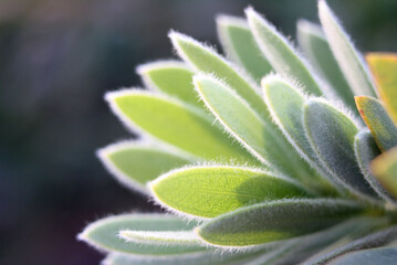 Aloe Vera Plant