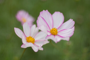 Obraz premium コスモス