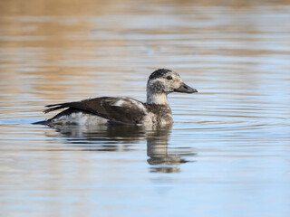 Long-tailed Duck with Reflection Swimming in Brown Water in Fall
