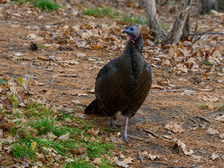 Eastern Wild Turkey Foraging on Ground in Fall
