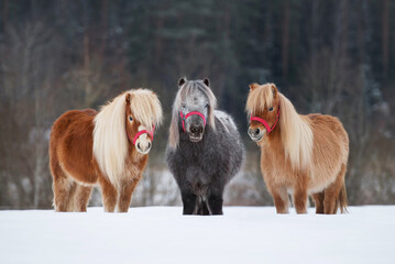 Three miniature shetland breed ponies standing in a row on the snowy field in winter
