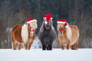 Three funny miniature shetland breed ponies dressed in Christmas Santa hats standing in a row on...