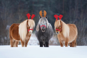 Three funny miniature shetland breed ponies with festive Christmas horns on its heads standing in a...
