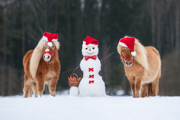 Two miniature shetland breed ponies dressed in Christmas Santa hats with a snowman dressed in red...