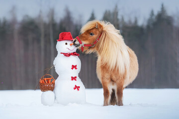 Funny miniature shetland breed pony trying to eat a snowman's carrot nose, which has a basket full...
