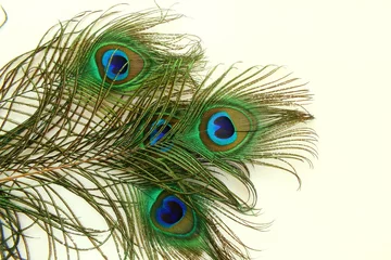 Tuinposter peacock feathers in white background with text copy space  © gv image