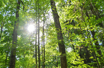Sunlight in the green forest. Sun beams through trees. Forest of pine and oak trees illuminated by sunbeams. Nature background. Space for text.