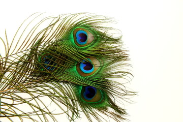 peacock feathers in white background with text copy space 