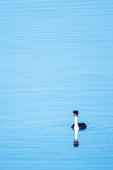 Western Grebe (Aechmophorus occidentalis), Westport, WA