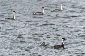 Western Grebe (Aechmophorus occidentalis), Westport, WA