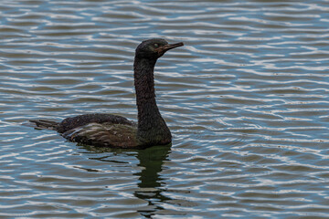 Pelagic Cormorant (Phalacrocorax pelagicus) in Westport, WA