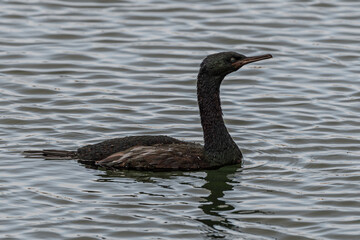 Pelagic Cormorant (Phalacrocorax pelagicus) in Westport, WA