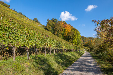 Fototapeta na wymiar Vineyards at the riverside of Rhine river in Eglisau
