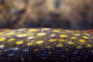 lying fresh pike fish with bright and shiny scales - close up, fresh food and shining background