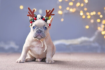 French Bulldog dog puppy wearing seasonal Christmas reindeer antler headband with autumn berries...
