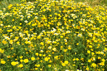 Rural landscape yellow daisies green filelds in spring. Margurites flower blossoms in blue sky background.