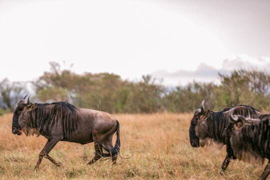 Wildebeest Kenyan Sunset Landscape Wildlife Animals Savanna Grassland Wilderness Maasai Mara National Game Reserve Park Great Rift Valley Narok County Kenya East African Landscapes Field Mountains