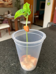 School experiment of a bean growing in a plastic cup with cotton. Germination Science. Blurred background and focus on beans, stem and leaf. - 396899126