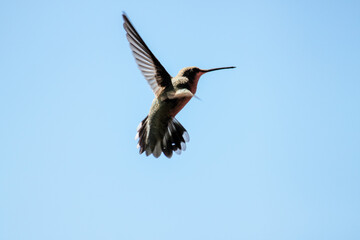 hummingbird