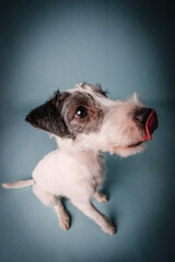 niedliches Portrait Parson Jack Russel Terrier Hund im Fotostudio mit blauem Hintergrund Hündin