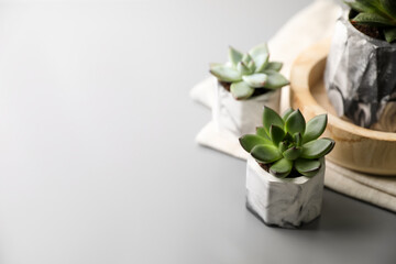 Beautiful potted succulents on light grey table. Space for text