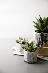 Beautiful potted succulents on light grey table