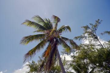 Fototapeta na wymiar Caribbean Palm Tree under the Sun
