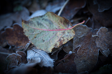 Herbstlaub, Herbstblätter mit Reif, Eis