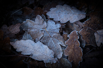 Herbstblätter mit Reif, Eis