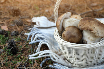 Wicker basket with fresh wild mushrooms in forest, closeup