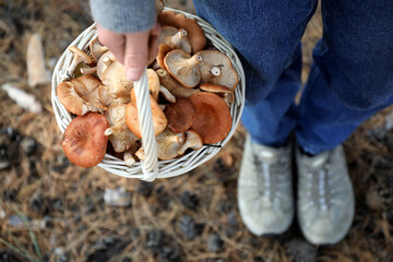 Woman holding wicker basket with fresh wild mushrooms in forest, above view © New Africa