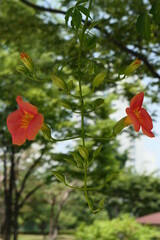 Fototapeta premium trumpet creeper flowers in Korean park