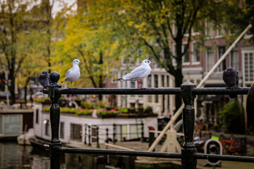 Fototapeta premium Birds sitting on the railing of the bridge.