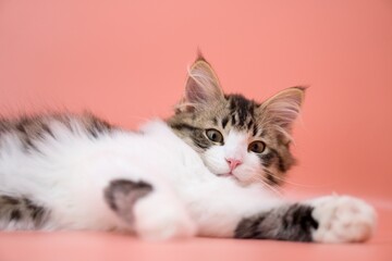 Siberian cat on pink backgrounds