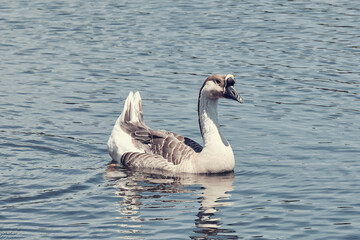Oie solitaire sur l'étang .