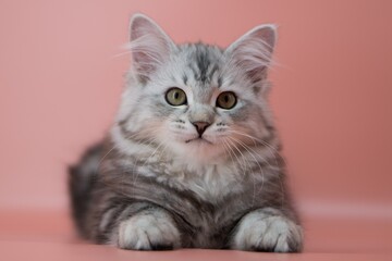 Siberian cat on pink backgrounds