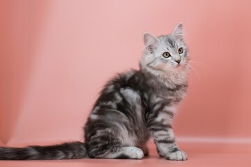 Fototapeta na wymiar Siberian cat on pink backgrounds