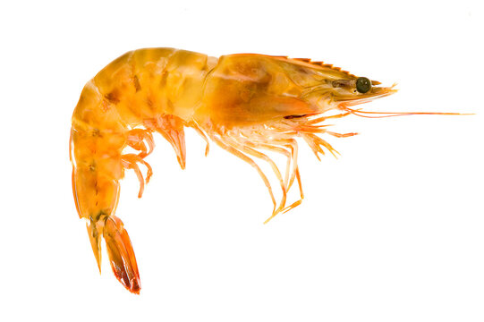 Camar&atilde;o isolado do fundo