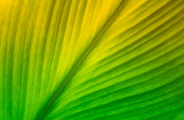 soft focus  green leaf  at sunrise   abstract  spring ,autumn ,greenary   texture  background.