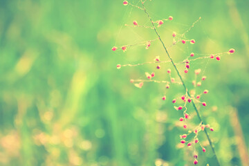 grass flower with dews drop and  bokeh light from morning sunrise