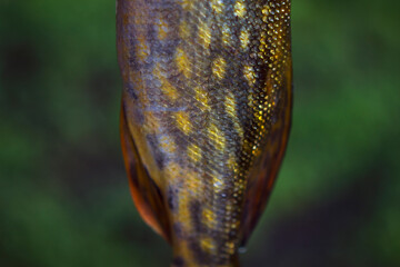 fresh and spotted pike fish with shining scales on the unfocused green background close up, food...