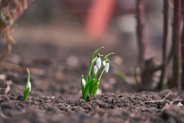 Snowdrop spring flowers. Delicate Snowdrop flower is one of the spring symbols