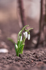 Snowdrop spring flowers. Delicate Snowdrop flower is one of the spring symbols