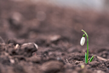 Snowdrop spring flowers. Delicate Snowdrop flower is one of the spring symbols