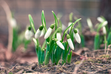 Fresh spring snowdrop flowers in the forest. Happy womens day 8 march invitation card