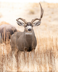 Mule Deer Buck